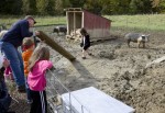 One young lady decided to get a closer look at the pigs.