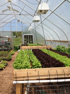 Our new hydro-organic growing units!